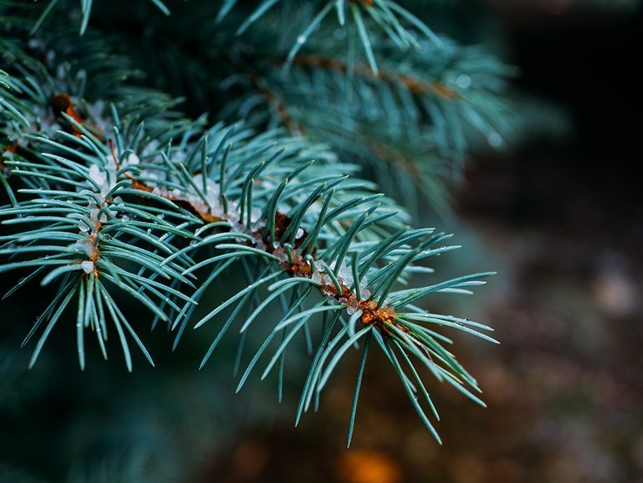 cómo decorar árbol navidad